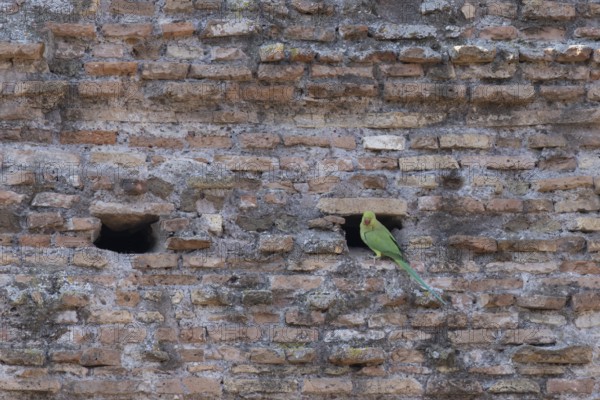 Ring-necked or Rose-ringed parakeet (Psittacula krameri) adult bird sitting by a hole in an ancient city building, Rome, Italy