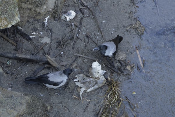 Hooded crow (Corvus cornix) two adult birds feeding on litter by a river, Rome, Italy