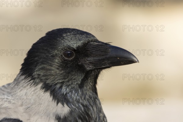 Hooded crow (Corvus cornix) adult bird head portrait, Rome, Italy