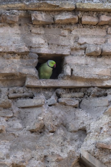Ring-necked or Rose-ringed parakeet (Psittacula krameri) adult bird looking out of a hole in an ancient city building, Rome, Italy