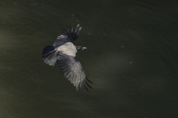 Hooded crow (Corvus cornix) adult bird flying, Rome, Italy