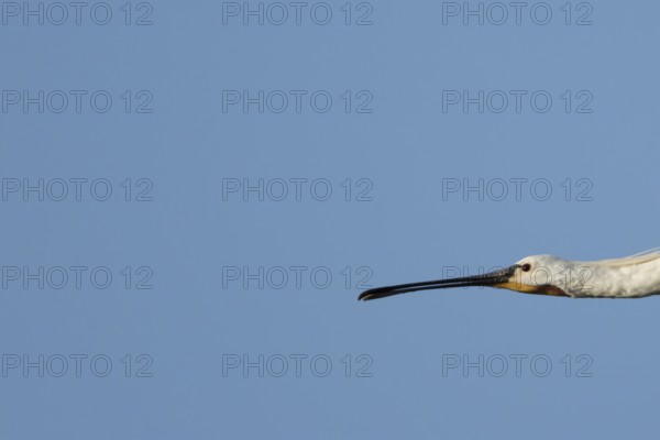 Eurasian spoonbill (Platalea leucorodia) adult bird flying, England, United Kingdom