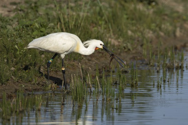 Eurasian spoonbill (Platalea leucorodia) adult bird on the edge of a shallow lagoon, England, United Kingdom