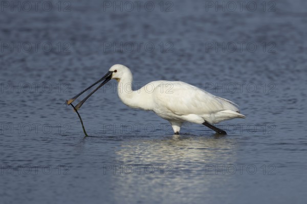 Eurasian spoonbill (Platalea leucorodia) adult bird with a tree branch in a shallow lagoon, England, United Kingdom