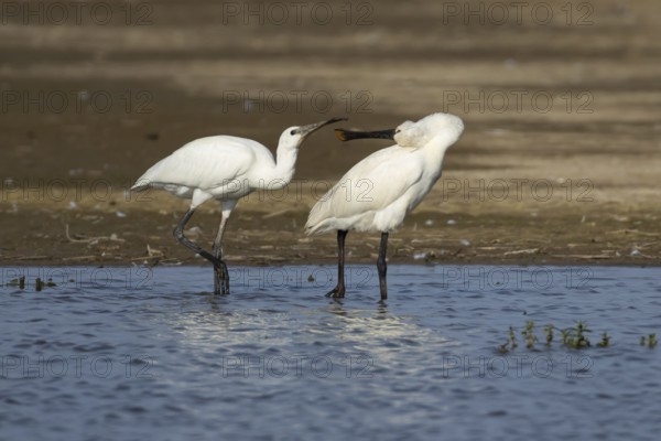 Eurasian spoonbill (Platalea leucorodia) adult bird with a juvenile bird begging for food in a shallow lagoon, England, United Kingdom