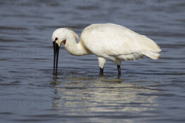 Eurasian spoonbill (Platalea leucorodia) adult bird feeding in a shallow lagoon, England, United Kingdom
