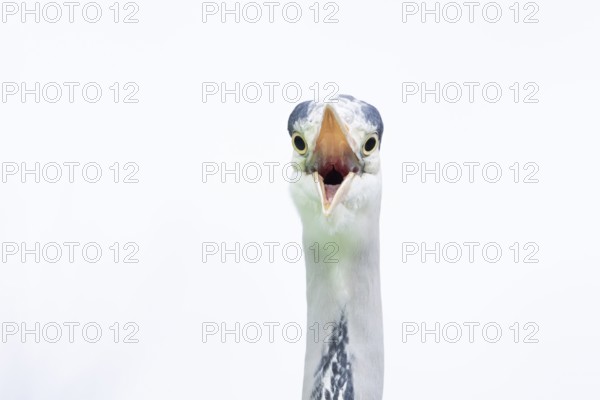 Grey heron (Ardea cinerea) adult bird with its beak open calling, England, United Kingdom