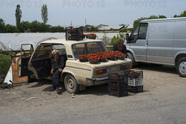Two people selling fresh tomatoes from an old car on the roadside, selling strawberries on the roadside, Tsiatsan, Armavir province, Armenia