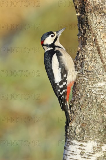 Great spotted woodpecker (Dendrocopos major) male sitting on a birch trunk, Animals, Birds, Woodpeckers, Wilnsdorf, North Rhine-Westphalia, Germany