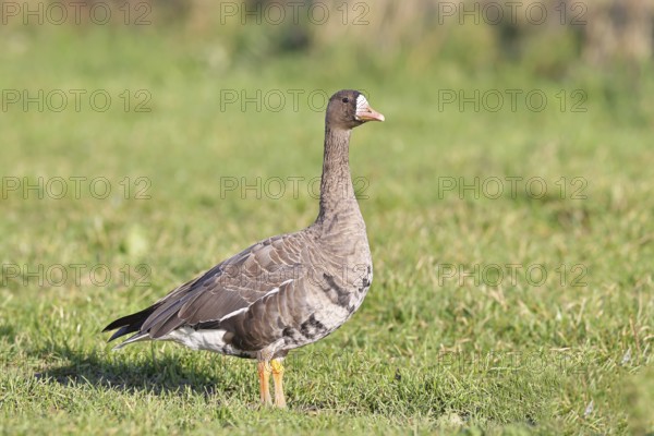 White-fronted goose (Anser albifrons), standing in a meadow in the wintering area, wildlife, Bislicher Insel nature reserve, Xanten, Lower Rhine, North Rhine-Westphalia, Germany