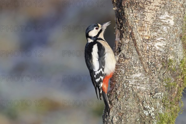 Great spotted woodpecker (Dendrocopos major) female sitting on a birch trunk, Animals, Birds, Woodpeckers, Wilnsdorf, North Rhine-Westphalia, Germany
