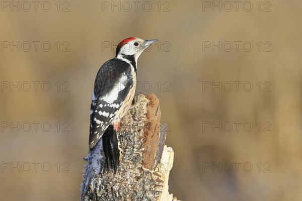Middle spotted woodpecker (Dendrocopos medius), sitting on an old tree stump, dead wood, Wilnsdorf, North Rhine-Westphalia, Germany