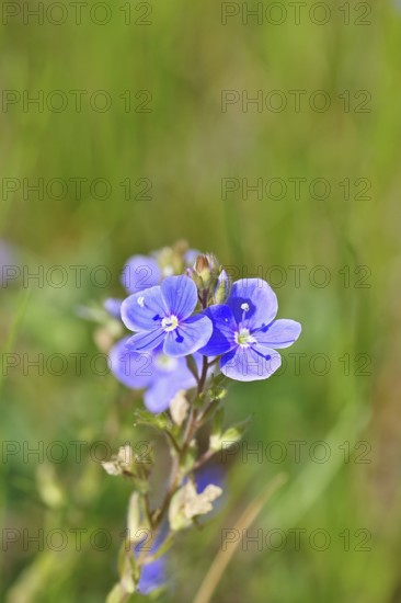 Gamander speedwell (Veronica chamaedrys), men's fritillary, flowers in a deciduous forest, blue blossom, spring, Wilnsdorf, North Rhine-Westphalia, Germany