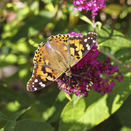 Thistle butterfly (Vanessa cardui) on a Buddleja davidii flower, Wilnsdorf, North Rhine-Westphalia, Germany