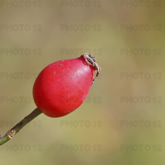 Ripe rosehip fruit of the dog rose (Rosa canina) on a branch, close-up, Wilnsdorf, North Rhine-Westphalia, Germany