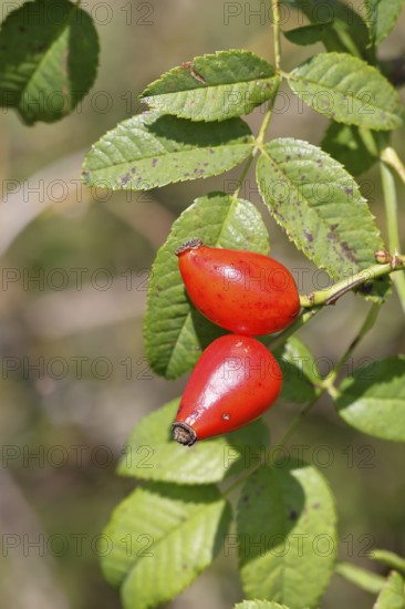 Ripe rosehip fruit of the dog rose (Rosa canina) on a branch, close-up, Wilnsdorf, North Rhine-Westphalia, Germany