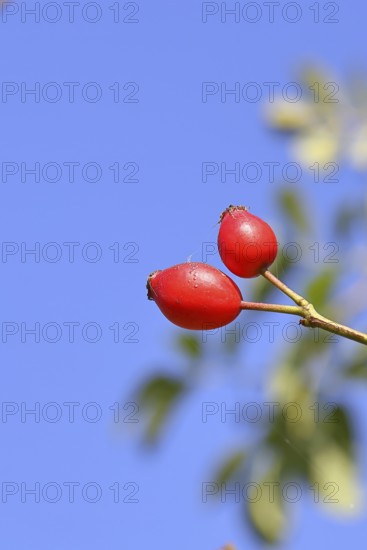 Ripe rosehip fruit of the dog rose (Rosa canina) on a branch, in front of a blue sky, Wilnsdorf, North Rhine-Westphalia, Germany