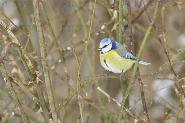 Blue tit (Parus caeruleus), sitting in the bushes of a dog rose (Rosa canina), Wilnsdorf, North Rhine-Westphalia, Germany