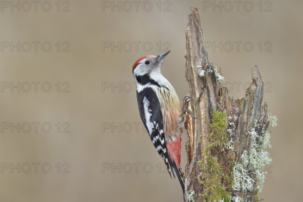 Middle spotted woodpecker (Dendrocopos medius) foraging on a tree stump overgrown with moss and lichen, Wildlife, Woodpeckers, Birds, Nature photography, Wilnsdorf, North Rhine-Westphalia, Germany