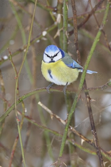 Blue tit (Parus caeruleus), sitting in the bushes of a dog rose (Rosa canina), Wilnsdorf, North Rhine-Westphalia, Germany