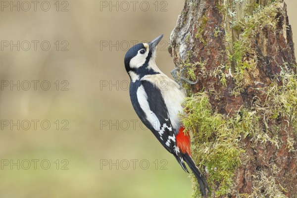 Great spotted woodpecker (Dendrocopos major), female, foraging on a tree stump overgrown with moss and lichen in the forest, Wilnsdorf, North Rhine-Westphalia, Germany
