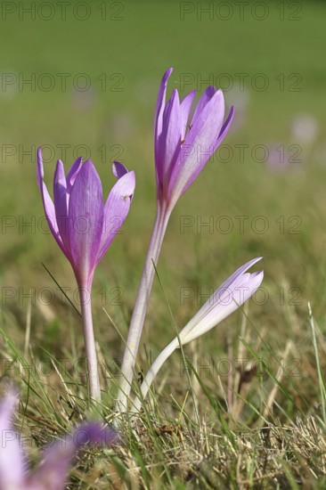 Autumn crocus (Colchicum autumnale), half-opened flowers in a meadow, endangered, protected poisonous plant species, native nature, wet meadow, autumn messenger, season, autumn, bulbous plant, poisonous plant, Wilnsdorf, North Rhine-Westphalia, Germany