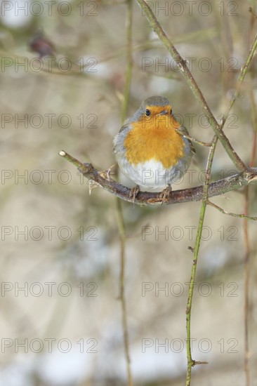 Robin (Erithacus rubecula), on a twig in the branches of a dog rose (Rosa canina), Wilnsdorf, North Rhine-Westphalia, Germany
