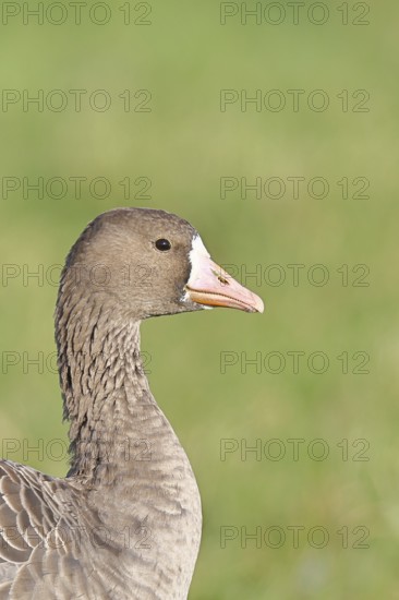 White-fronted goose (Anser albifrons), standing in a meadow in the wintering area, animal portrait, wildlife, Bislicher Insel nature reserve, Xanten, Lower Rhine, North Rhine-Westphalia, Germany