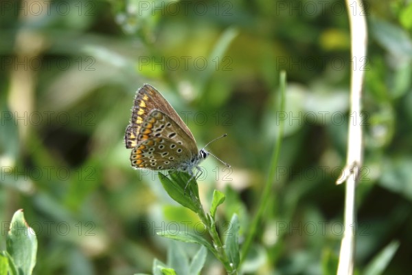 Butterfly blue butterfly, summer, Germany