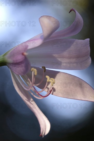 Blossom of a lily, macro photography, Germany