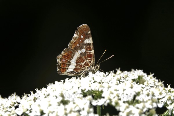Butterfly Map Butterfly, Summer, Germany