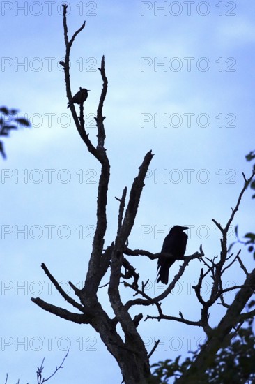 Crows on dead branches, Germany