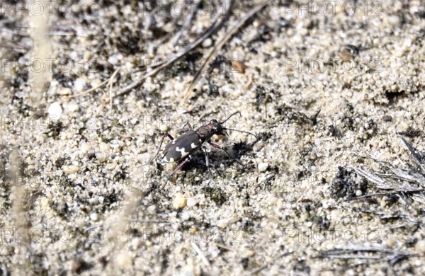 Dune sand beetle, summer, Lusatia, Saxony, Germany