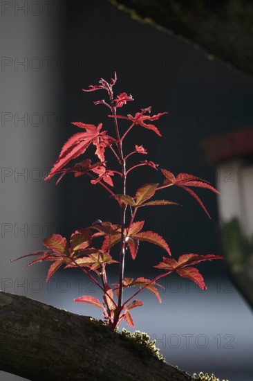 Fan maple, summer, Germany