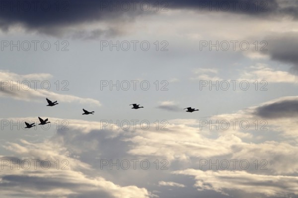 Cloudy sky and bird migration, summer, Germany