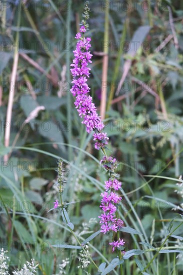 Purple loosestrife, summer, Germany
