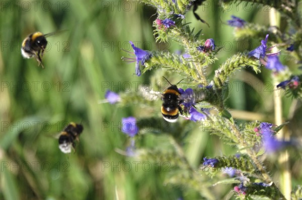 Viper's bugloss (Echium vulgare) with bumblebees in a garden, summer, Germany
