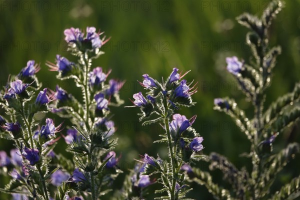 Viper's bugloss (Echium vulgare) in a garden, summer, Germany