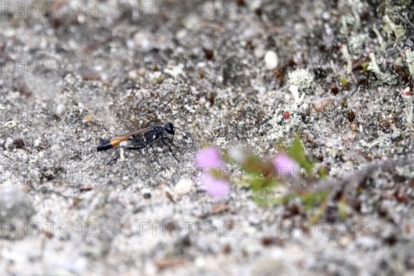 Sand wasp, summer, Saxony, Germany