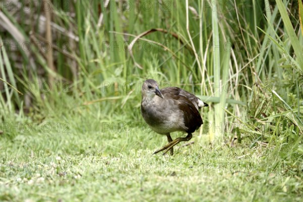 Young moorhen, summer, Germany