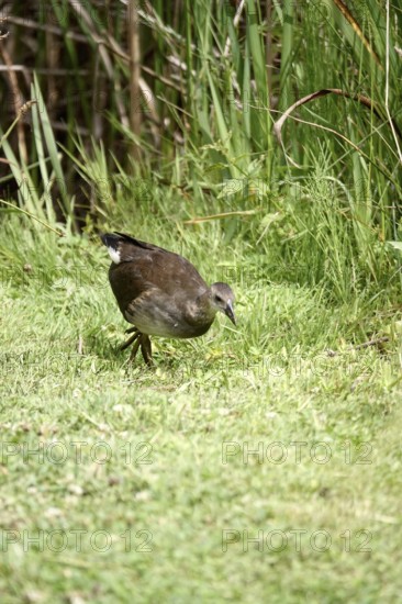 Young moorhen, summer, Germany