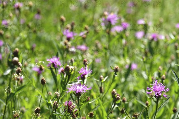 Meadow in summer, Germany