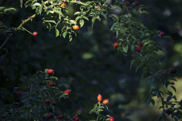 Rose hips on a bush, summer, Germany