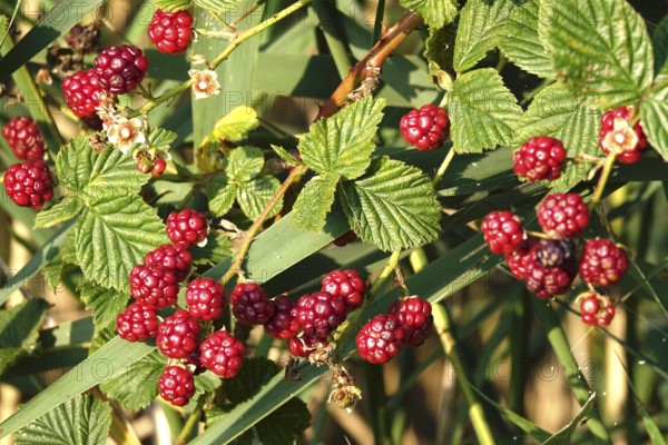 Blackberries on a blackberry bush in the garden, summer, Germany