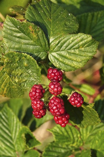 Blackberries on a blackberry bush in the garden, summer, Germany