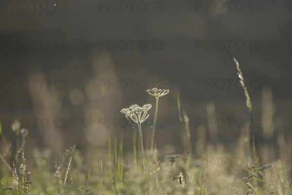 Meadow in summer in the morning light, Germany
