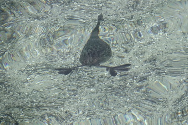 Great crested grebe (Podiceps ribbonfish) in a lake, summer, Germany