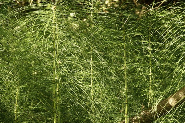 Horsetail plants in the forest, summer, Germany