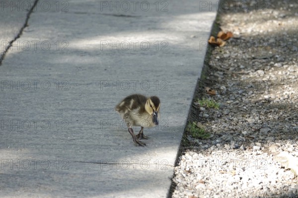 Young duck, summer, Germany