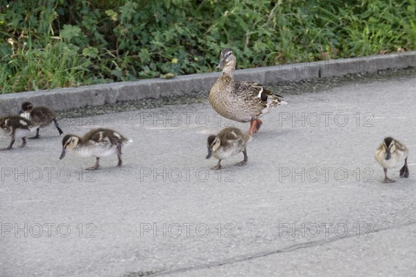 Ducks go for a walk, Summer, Germany